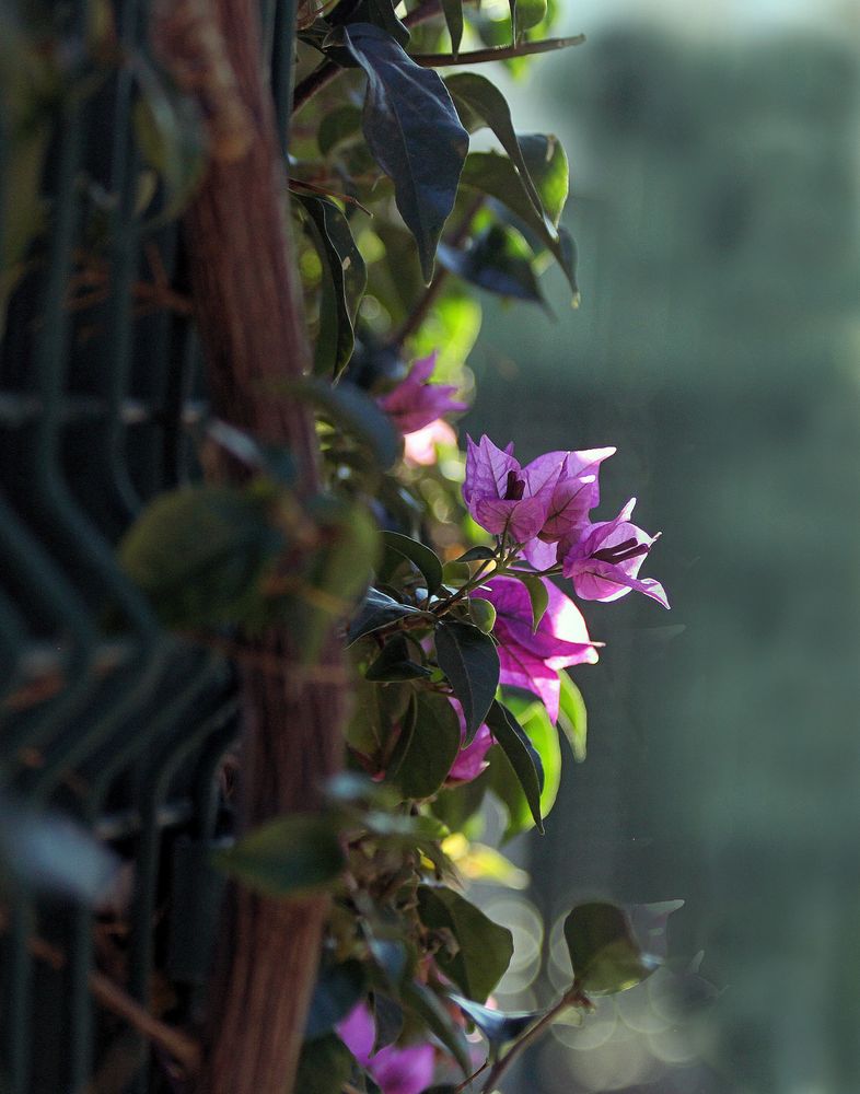 Bougainvillea