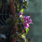 Bougainvillea