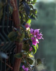 Bougainvillea