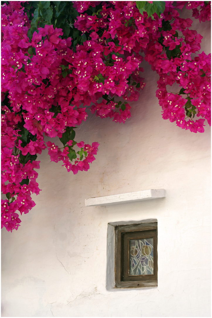 Bougainvillea