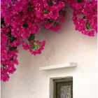 Bougainvillea