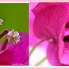 BOUGAINVILLEA