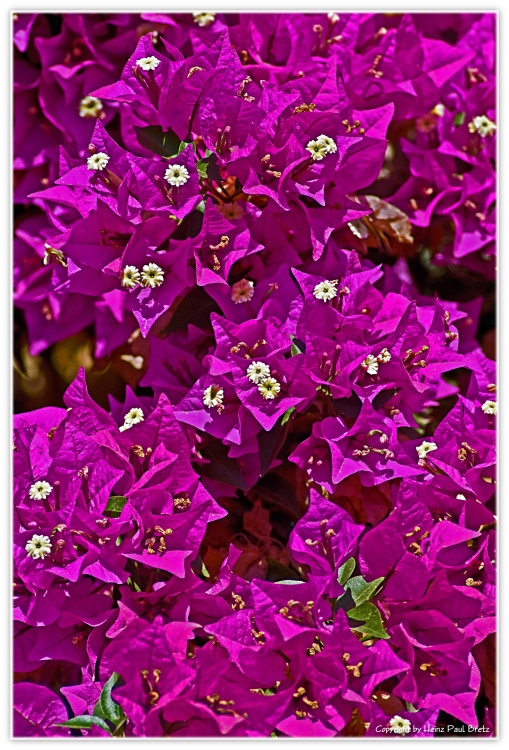 Bougainvillea