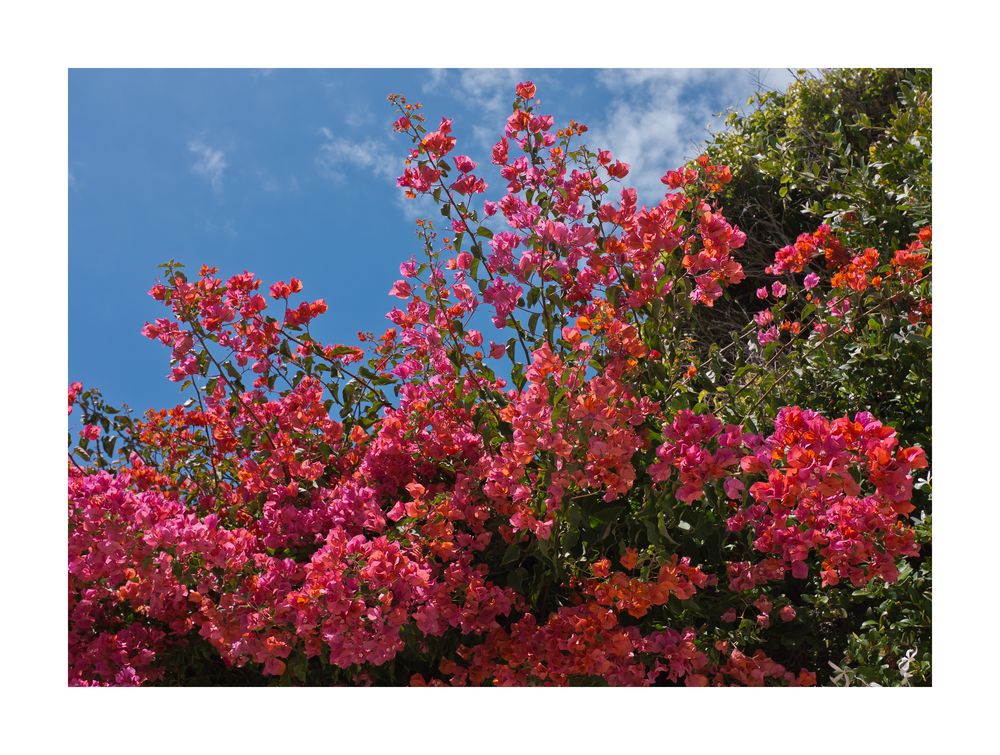 Bougainvillea