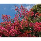 Bougainvillea