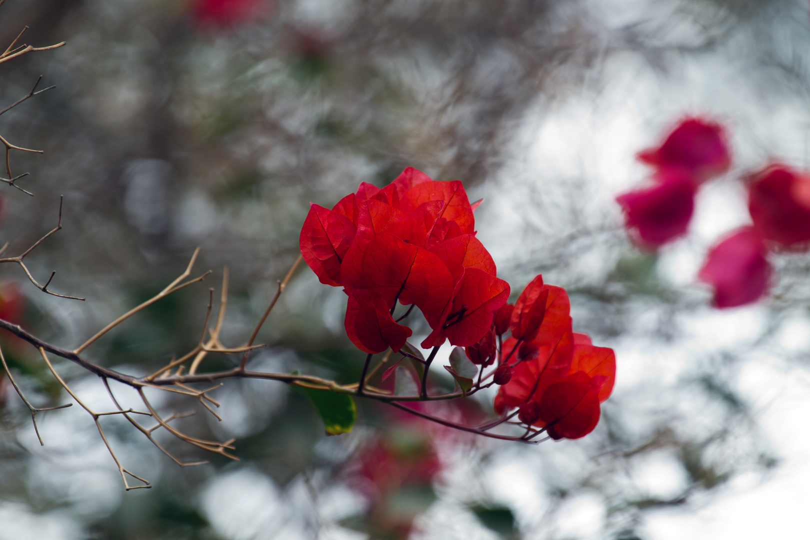 Bougainvillea