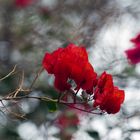 Bougainvillea