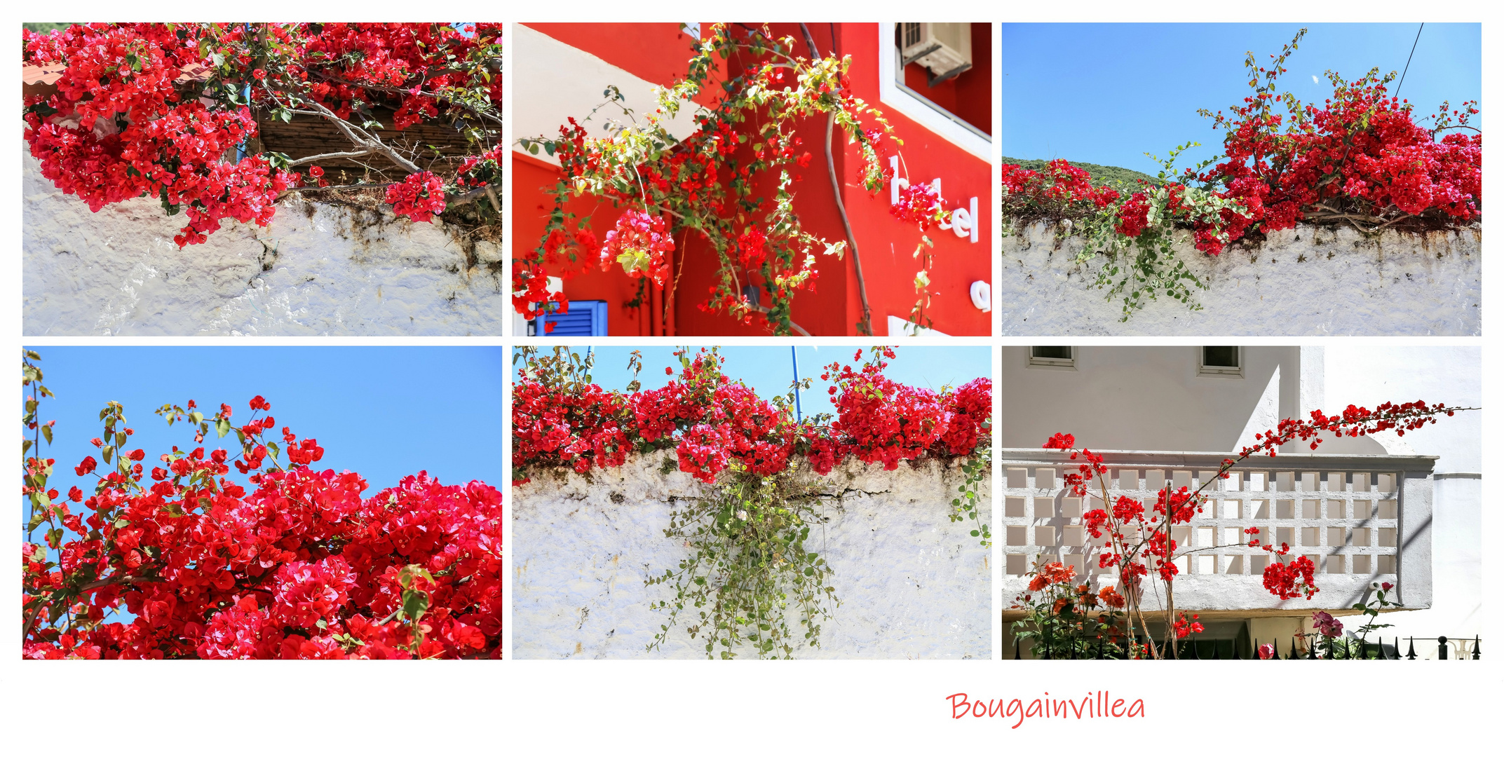 Bougainvillea