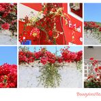 Bougainvillea