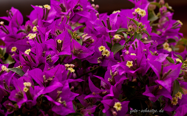 Bougainvillea Bild 1