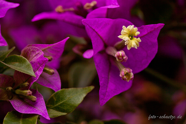 Bougainvillea Bild 2