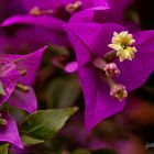 Bougainvillea Bild 2