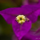 Bougainvillea Bild 3