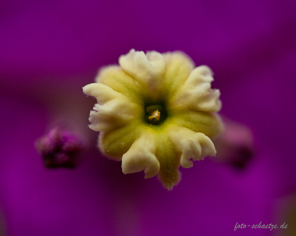 Bougainvillea Bild 4