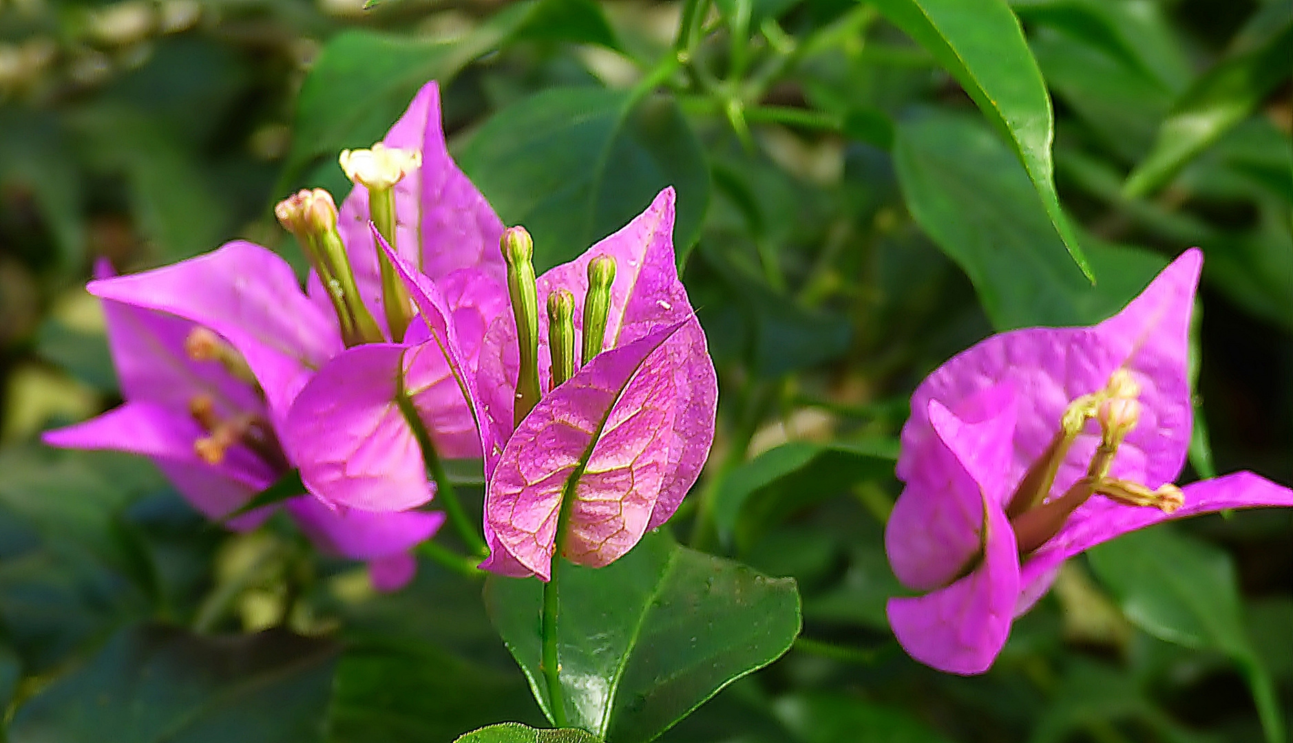 Bougainvillea-Blüten.