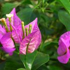 Bougainvillea-Blüten.