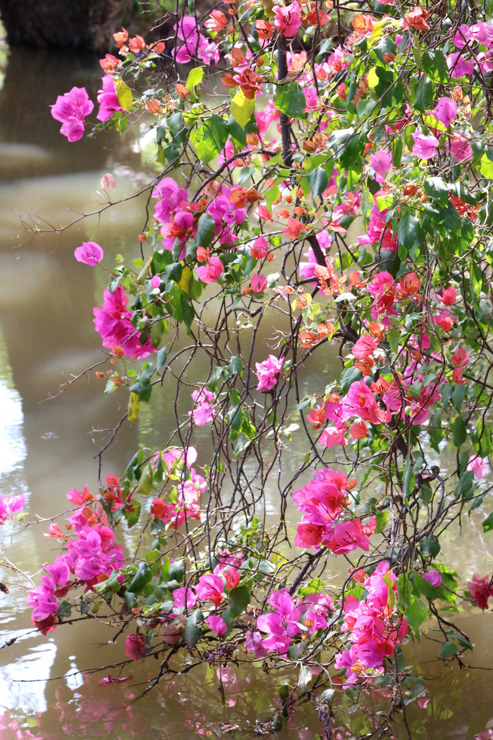 Bougainvillea Blüten-Dekor 