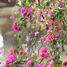 Bougainvillea Blüten-Dekor 