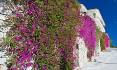 Bougainvillea Blütenpracht