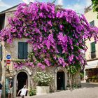 Bougainvillea - Blumen in Sirmione