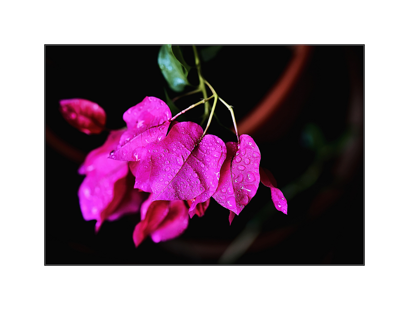 Bougainvillea 