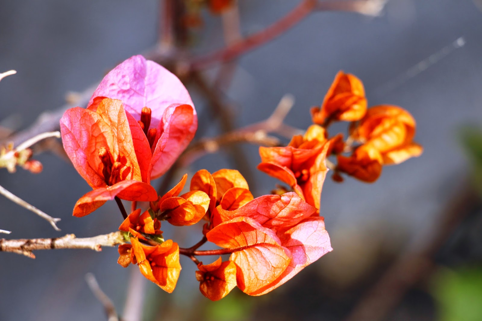 Bougainvillea