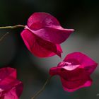 Bougainvillea