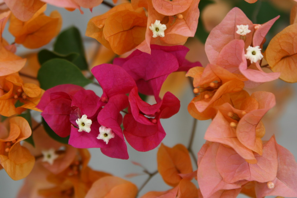 Bougainvillea