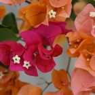 Bougainvillea