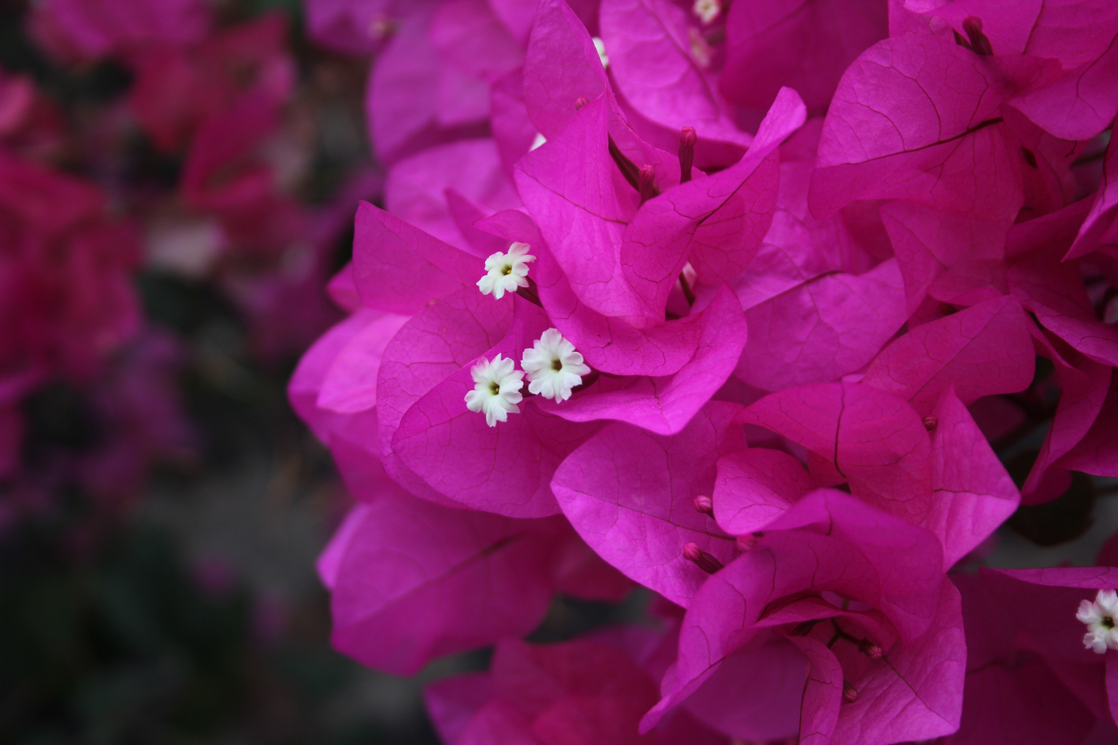 Bougainvillea