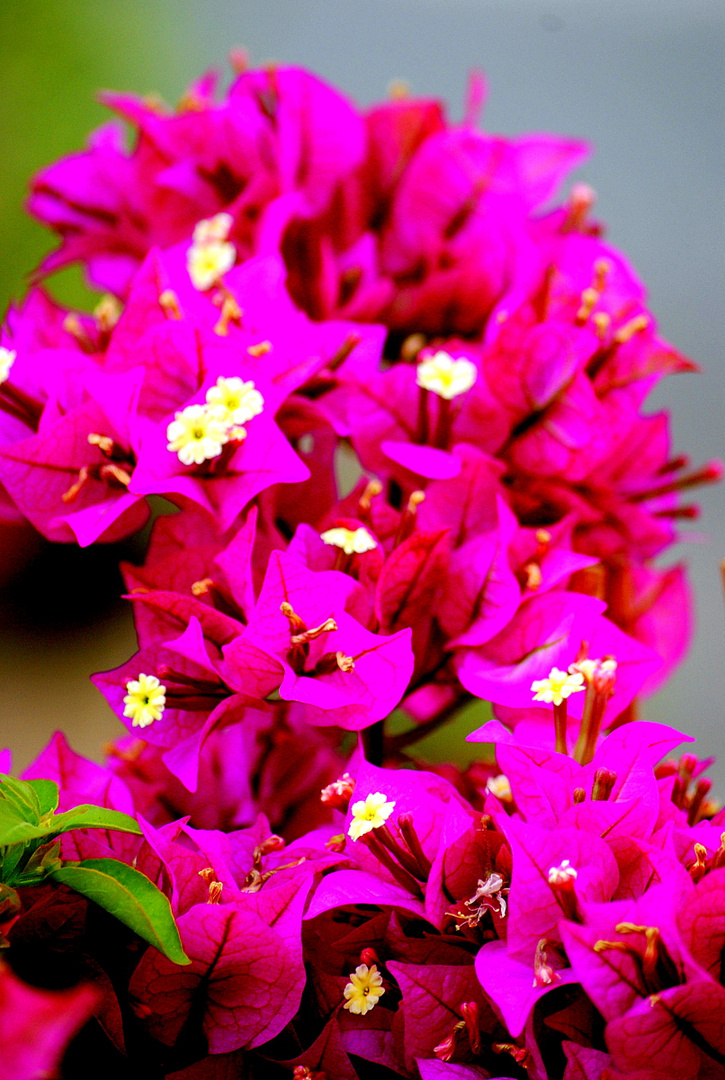 Bougainvillea