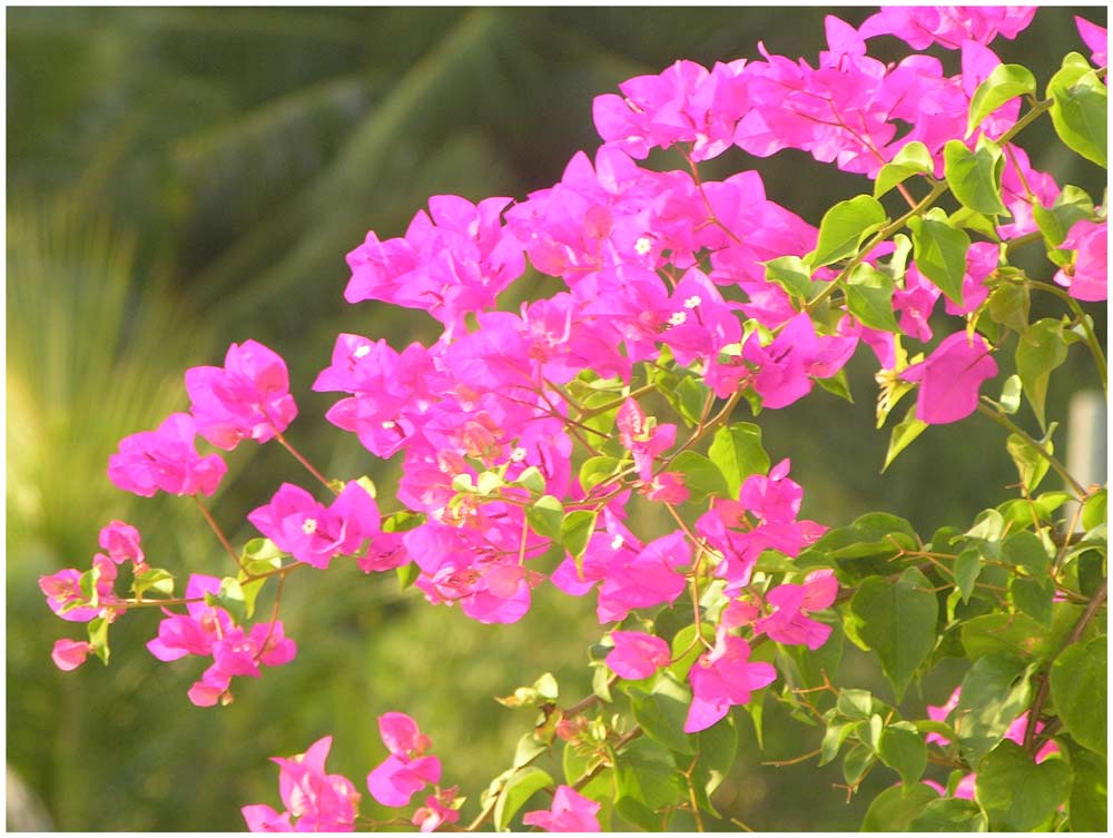 Bougainvillea