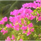 Bougainvillea