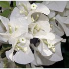 Bougainvillea