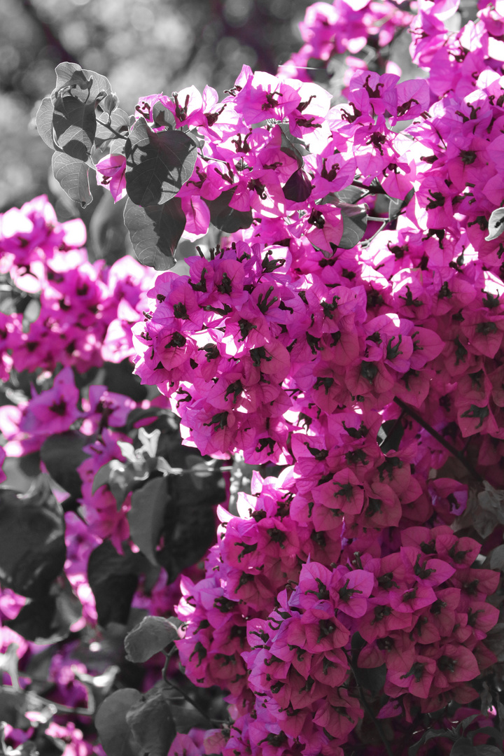 Bougainvillea CK