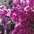 Bougainvillea CK