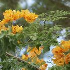 Bougainvillea