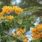 Bougainvillea