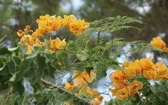 Bougainvillea