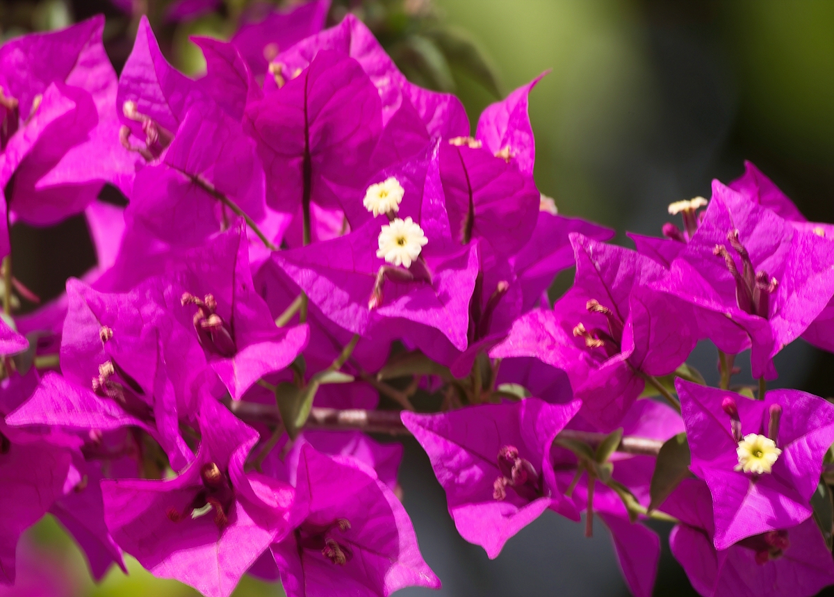 Bougainvillea 