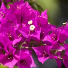 Bougainvillea 