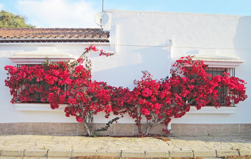 Bougainvillea