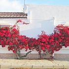 Bougainvillea