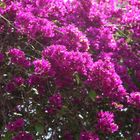 Bougainvillea