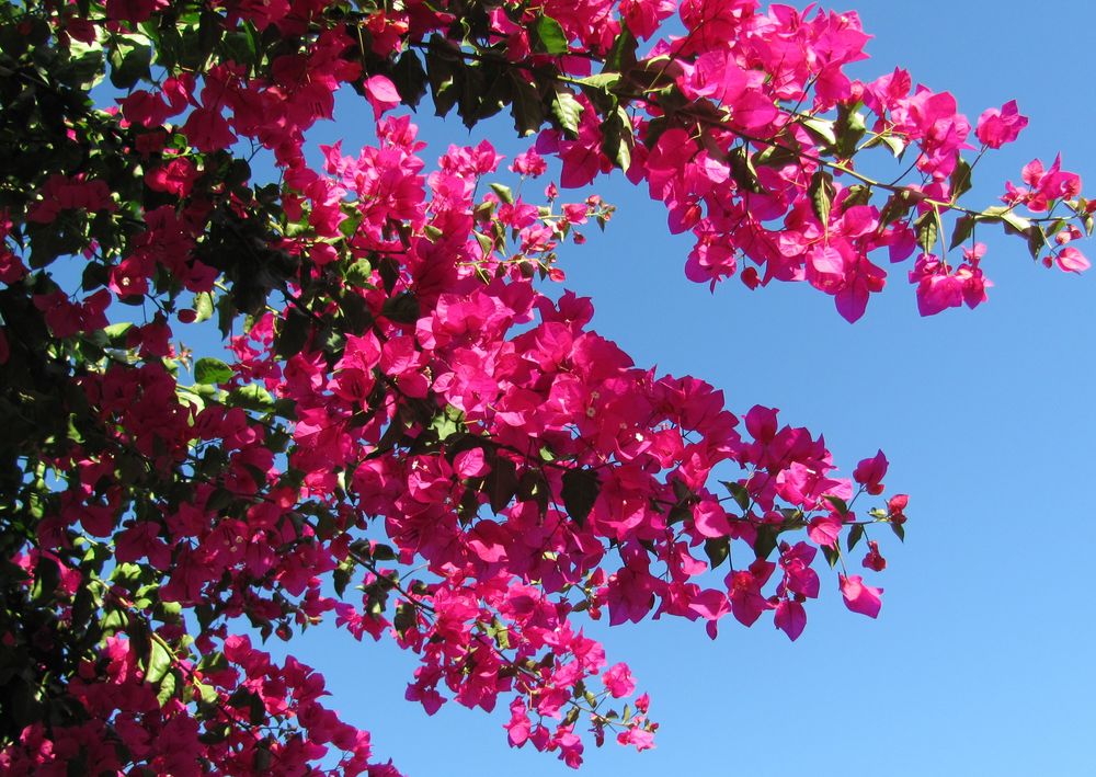 Bougainvillea