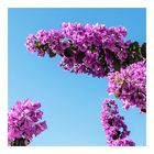 Bougainvillea