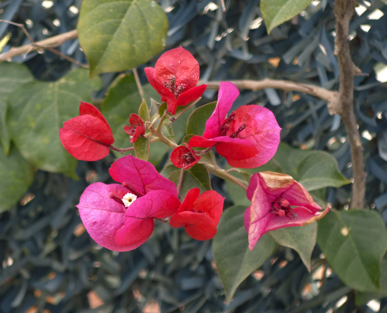 BOUGAINVILLEA