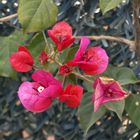 BOUGAINVILLEA