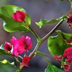 Bougainvillea (Drillingsblume)