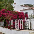 Bougainvillea - Drillingsblume, meine Mittwochsblümchen habe...